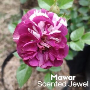 Mawar Scented Jewel