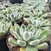 Sukulen Echeveria Doris Taylor - Gambar 2