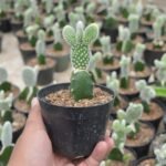 Kaktus Grafting Mickey Mouse Putih