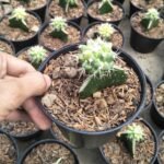 Kaktus Grafting Grussonii