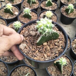Kaktus Grafting Grussonii