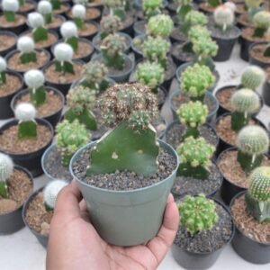 Kaktus Grafting Gymno Green