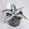 Agave Mediopicta - Gambar 2