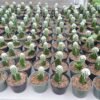 Kaktus Grafting Snowcap - Gambar 2