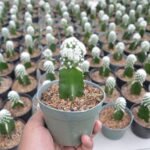 Kaktus Grafting Snowcap