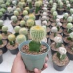 Kaktus Grafting Noto Lenning