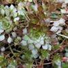 Mosaic Plant - Gambar 2