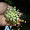 Mosaic Plant - Gambar 4
