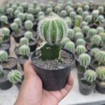 Kaktus Grafting Noto Magnificus