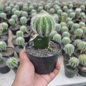 Kaktus Grafting Noto Magnificus