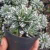 Agave Himeson - Gambar 3