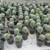 Kaktus Grafting Noto Magnificus - Gambar 2
