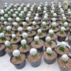 Kaktus Grafting Noto Albino - Gambar 2