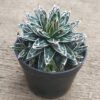Agave Himeson - Gambar 2