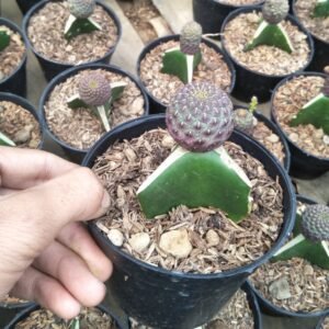 Kaktus Grafting Brown Ball