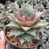 Sukulen Echeveria Purpusorum - Gambar 2