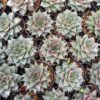 Sukulen Echeveria Purpusorum - Gambar 4