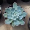 Sukulen Echeveria Blue Prince - Gambar 2