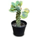 Euphorbia Ritchiei Variegata