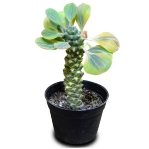Euphorbia Ritchiei Variegata