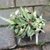 Euphorbia Francoisii - Gambar 2