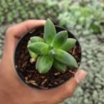 Sukulen Echeveria Pachyphytum Compactum