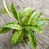 Dracaena Bambu - Gambar 2