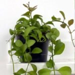 Dischidia Apple Leaf