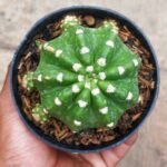 Kaktus Echinopsis Subdenudata