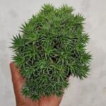 Kaktus Abro
