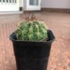 Kaktus Melocactus - Gambar 3