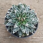 Agave Himeson