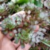 Mosaic Plant - Gambar 3