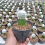 Kaktus Grafting Noto Albino