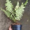 Pakis Boston Variegata - Gambar 3