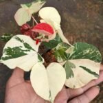 Waru Variegata / Hibiscus Tiliaceus