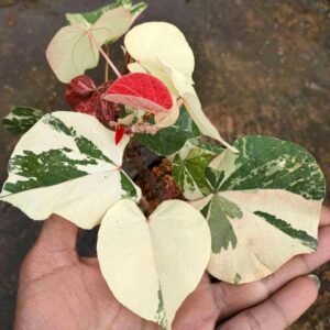 Waru Variegata / Hibiscus Tiliaceus
