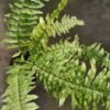 Pakis Boston Variegata - Gambar 2