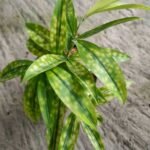 Dracaena Bambu