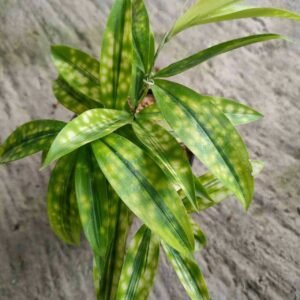 Dracaena Bambu