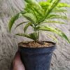 Dracaena Bambu - Gambar 3