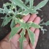 Pepaya Jepang Variegata / Cnidoscolus Aconitifolius - Gambar 2