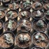 Euphorbia Lactea Cristata Variegata - Gambar 3