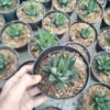 Haworthia Attenuata Radula - Gambar 2