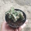 Euphorbia Lactea Cristata Variegata - Gambar 2