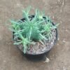 Euphorbia Pulvinata - Gambar 2
