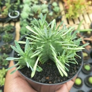 Euphorbia Pulvinata