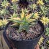 Haworthia Limifolia Variegata Yellow - Gambar 5
