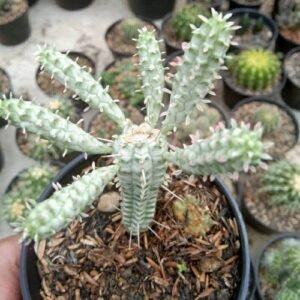 Euphorbia Mammillaris Variegata