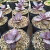 Sukulen Echeveria Zorro - Gambar 3